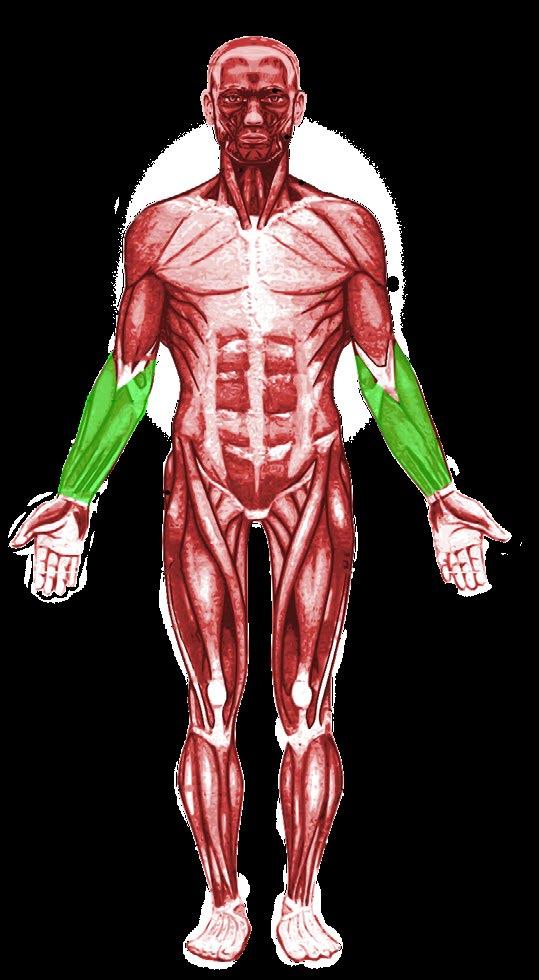 February 2018 Newsletter March Spotlight: Forearm The upcoming muscle of the month for March is the forearm!