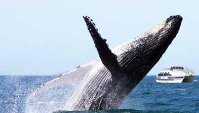 5-3hr) NOVA Cruises pioneered whale watching from Newcastle back in 2006.