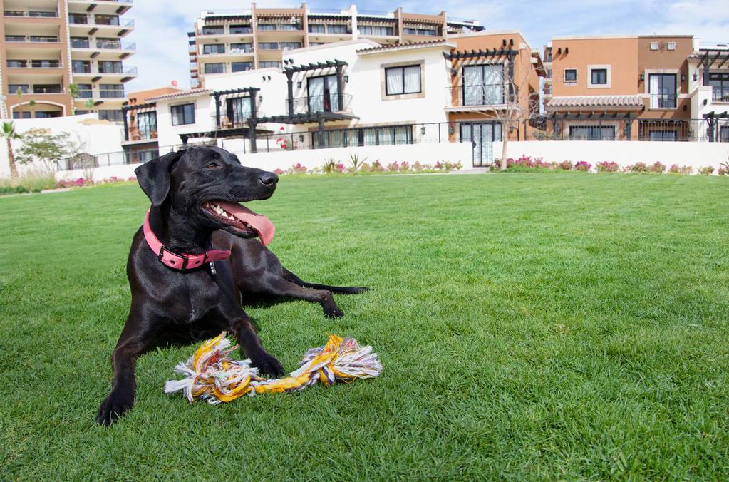 On Four Paws Pawesome Times EXPERIENCES Dog s Park Walkers and