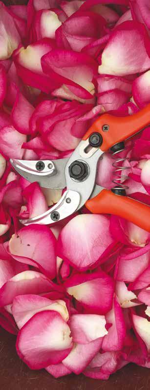 cutting. Stable clamping jaws hold the flower stem securely for taking out the flower off the bed and present it or place to store. Very useful in rose-production.
