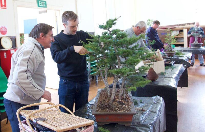 The show is now fast approaching and so its time to seriously consider which trees you