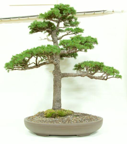 in December, there will be a prize for the Winners of each section. Please be aware to display trees at the show bench they need to be in bonsai pots. Others to be placed elsewhere.