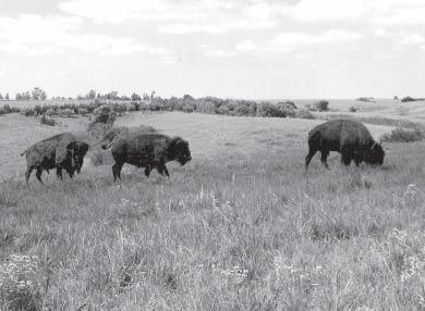 The first glimpse of this bison makes one anticipate a n encounter with the herd... but no!... it turns out to be Bison rusticus, another Howard creation (below).