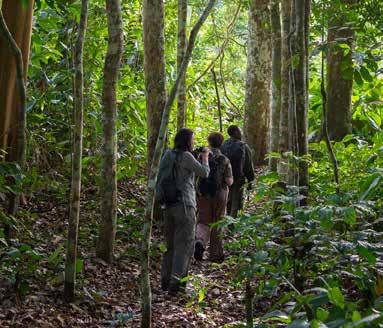 afternoon forest walk Day 5 Odzala National Park Ngaga Camp Early Morning Depart for gorilla trek or adventure walk.