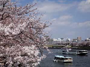 Japan s Beloved Symbol of Spring The Fleeting Beauty of Cherry Blossoms Blossoming cherry trees (sakura)