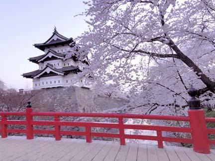 Famous cherry-blossom spots around the country include mountain spots where cherry trees grow wild, historic