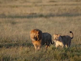 The Serengeti National Park, meaning endless plains in the Maasai language, is undoubtedly one of the world s most celebrated wilderness areas and is an ongoing source of inspiration to writers,