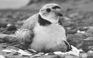 The piping plover, an endangered species, is protected within Prince Edward Island National Park.