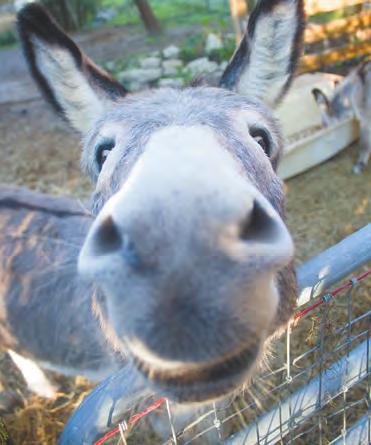 On his mini farm at the southern edge of Lake City, Carlos Crews maintains a diverse mix of animals and plants, including donkeys and a few different types of oranges.