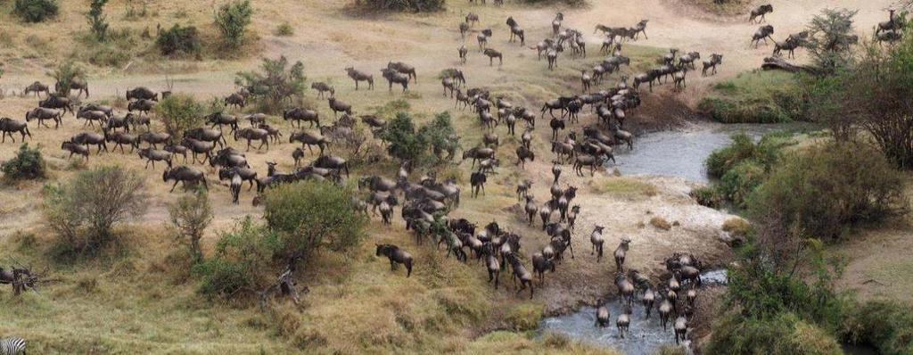 The Maasai Mara forms the northernmost part of the Serengeti-Mara ecosystem.