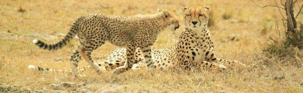 The Maasai Mara is home to large populations of all three big African cats lion, leopard and cheetah.