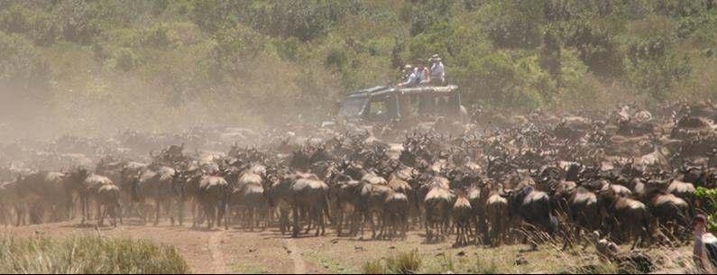 A trip to Kenya wouldn t be complete without seeing the greatest wildlife show on earth the Annual Wildebeest Migration in the Maasai Mara National Reserve.