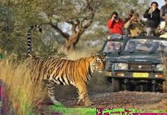 Itinerary Day 7Jaipur - Ranthambore As you travel India, drive to Ranthambore and check in to your lodge.