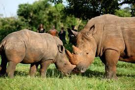 Rhinos are part of the big five of land animals and exploring them on foot is a rewarding encounter that you can explore on this Uganda safari