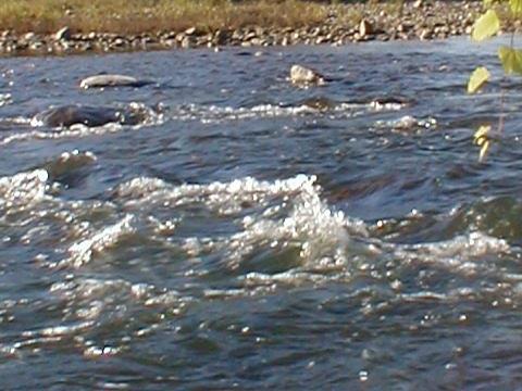 Rapids are places in a river where rocks and the downward slope of the land make the river run