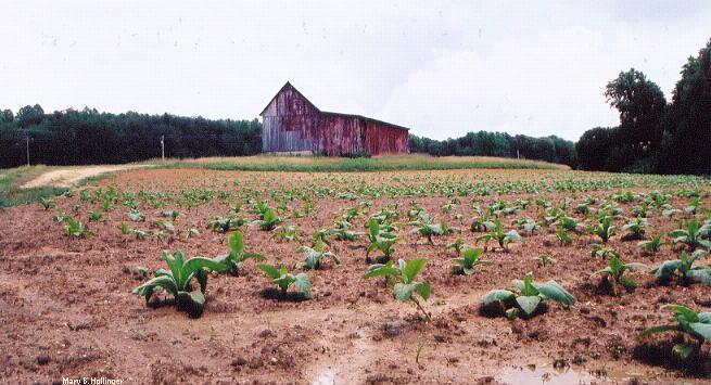 Many people in the piedmont farm.