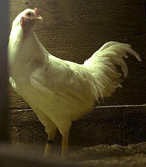Poultry is an important farm product in the