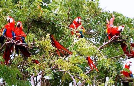 ./canopy/lapas.bmp">scarlet Macaw, coloring-red limpets, tiger herons, tiger -faced crabs, monkeys, pink spoonbills and many more among others.