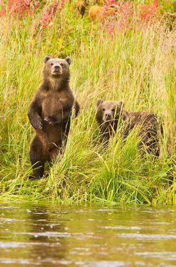 ALASKA Bear Viewing in Alaska Katmai National Park Largest population of brown bears in the world Watch brown bears catching salmon Established in 1918, Katmai National Park protects over 16,564 sq