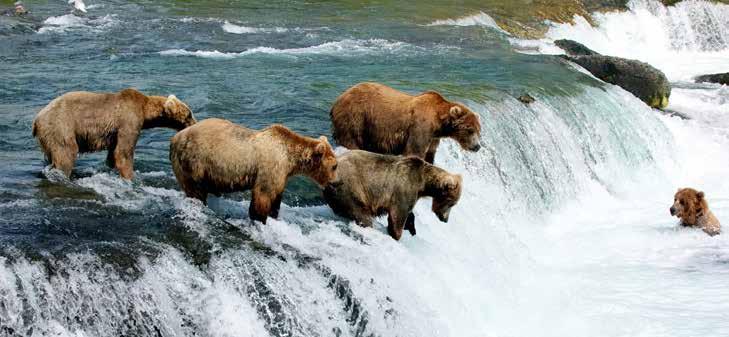 Every year, millions of salmon migrate from the Bering Sea into the waterways of the national park, providing a plentiful food source for the largest population of brown bears in the world.