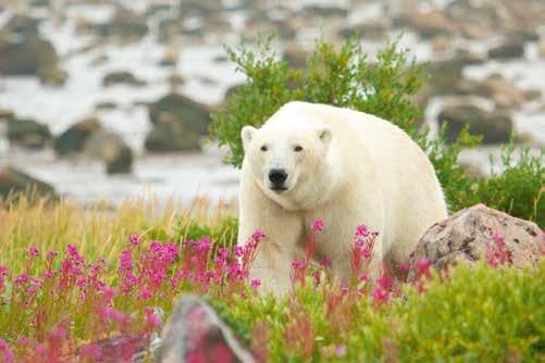 CANADA OVERVIEW IMAGE IMAGE Polar bear, Manitoba Charlottetown, Prince Edward Island Manitoba & Saskatchewan Explore boreal forest and more than 100,000 lakes and rivers.