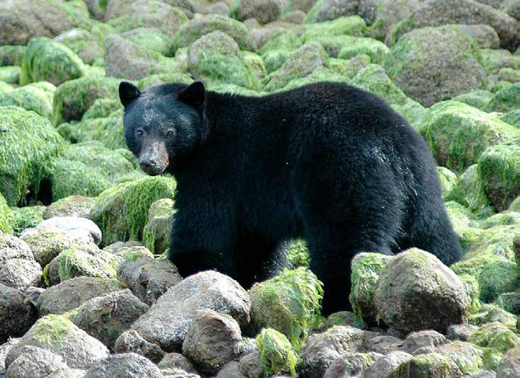 The forest is home to fearsome grizzly bears and the lesser-known Kermode bears, or spirit bears, a subspecies of black bear whose white or creamcoloured coats are due to a recessive gene.