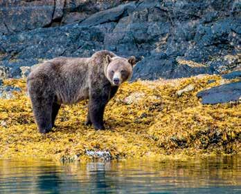 pristine wilderness of British Columbia s Selkirk mountains and go in search of grizzly bears, travelling deep into their natural habitat.