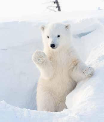 MANITOBA & SASKATCHEWAN Discover Polar Bears in Manitoba Viewing polar bears has become a key attraction for visitors to Canada, which has accessible and reliable places to view these majestic