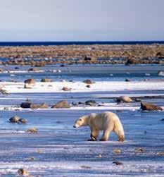 TOUR MANITOBA & SASKATCHEWAN Churchill Polar Bear Adventure Duration 5 Days & 4 Nights Non-exclusive Group Tour From 2,945 Category Standard This group tour features 3- & 4-star accommodation Maximum