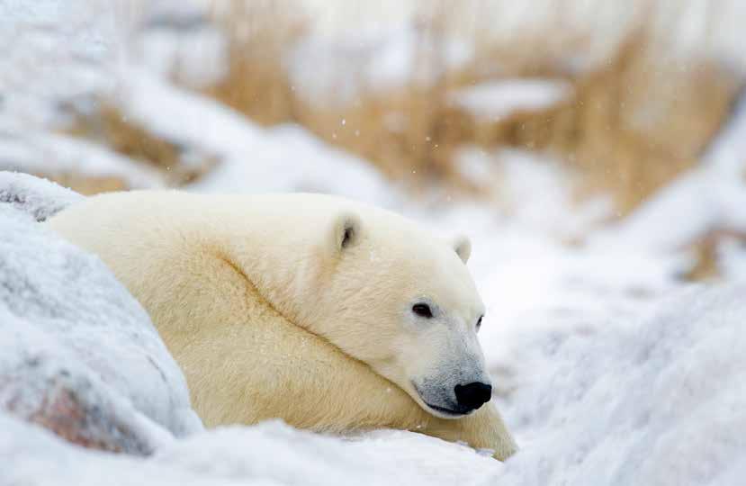 XXXXXXXXXX Polar bear resting Dennis Fast for Churchill Wild the central fireplace and your guiding team will give lectures and presentations.