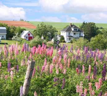 ATLANTIC CANADA Discover New Brunswick & Prince Edward Island Farmland with lupin flowers, Prince Edward Island New Brunswick Escape the crowds Scenic coastal trails New Brunswick is ideal for those