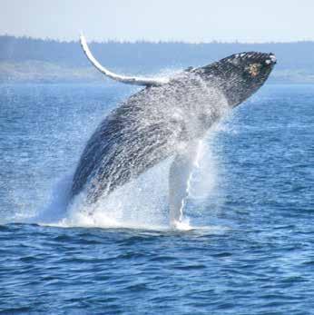 Drive around this friendly province and enjoy a range of different experiences and excursions, from seeing whales breaching in the Bay of Fundy to learning about the great mixture of diverse cultures