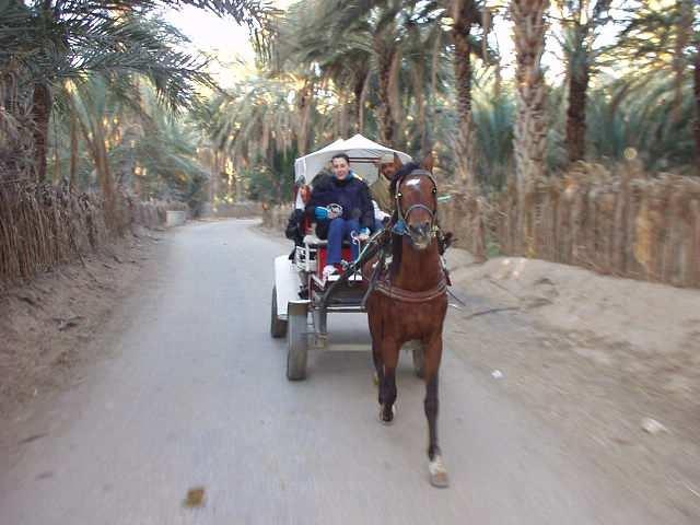 TOZEUR LOCATION Afternoon, Tour by carriages to visit the Tozeur Oasis ( 4 persons + 1 driver per each carriage ) Tour by ONE CARRIAGE Visit of EDEN PALM in the oasis of Tozeur ( the kingdom of dates