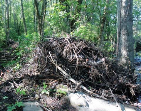 Above is a pile of debris left behind by beavers