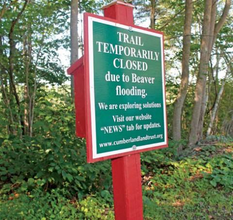 Initially, Cumberland Land Trust members blamed heavy rains and then assumed they had a simple blockage problem before realizing beavers were the cause of the flooded trail here at the western end of