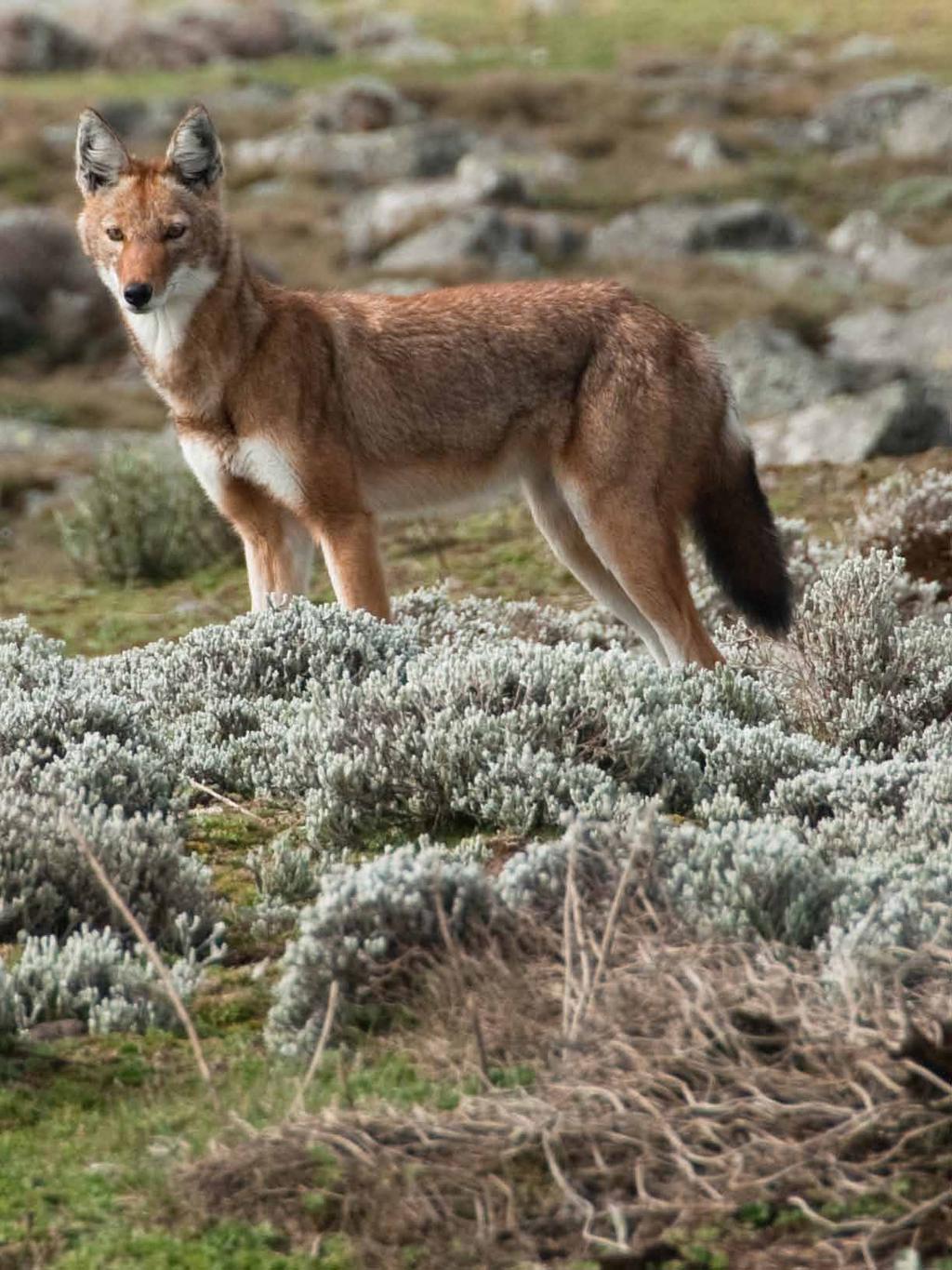 The Ethiopin wolf is lso referred to s the simien wolf.