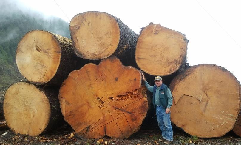 Rule making process for the Tongass National Forest; Considering two long-term timber sales in Southeast
