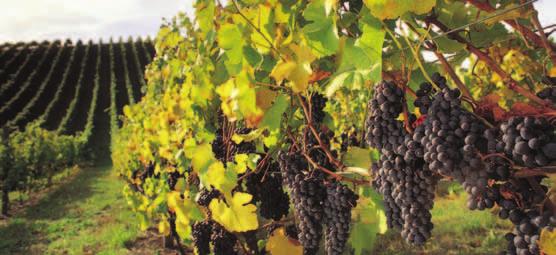 A Taste of the Barossa and Hahndorf $132 AS10 Monday, Tuesday and Friday Get a taste of two of the world s great wine regions, the Barossa and the beautiful Hills on this full day tour.