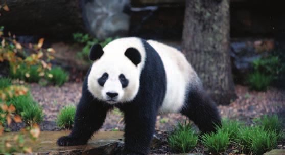 Group size: 1-6 Panda Insights & Inspirations Tour $145 AZCAT 1 hour Tuesday, Thursday and Sunday son am from Zoo Entry Gate 9.45am 2.5 hours Wednesday to Sunday son 8.30am from the Zoo entry gate 11.