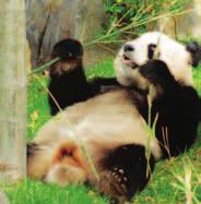 Meet the only Giant Pandas in the Southern Hemisphere, Wang Wang & FuniTM at the Zoo.