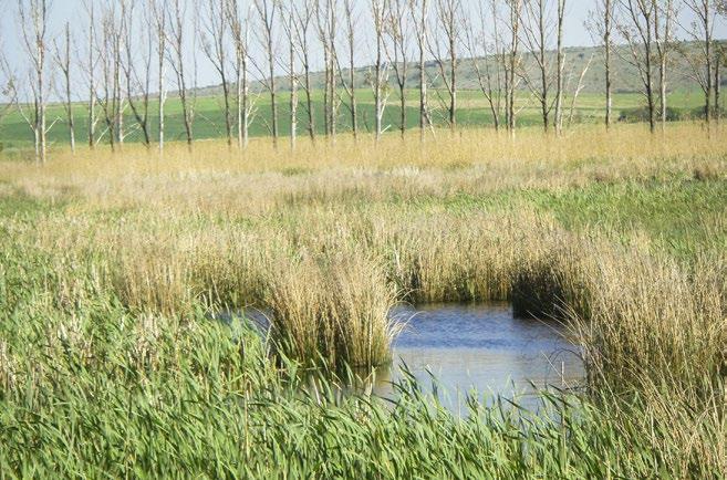 DRAGOMAN MARSH Dragoman Marsh - the only marsh in Bulgaria with a karst origin, which gives it special environmental