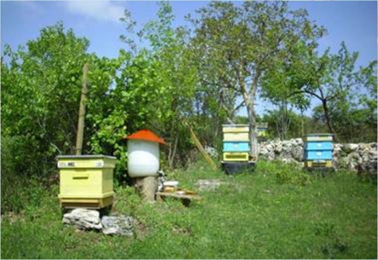 Here the visitors will learn interesting facts about beekeeping from