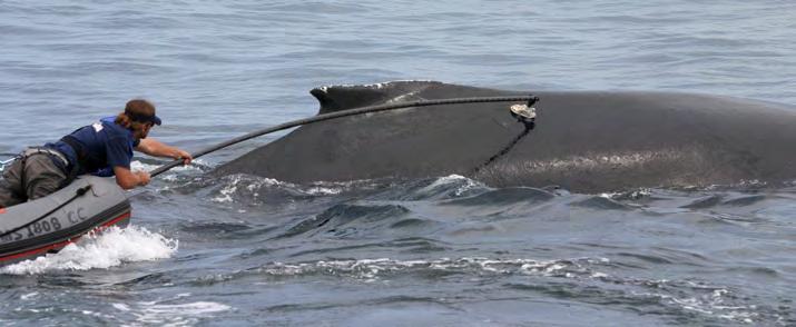Tracking Whales at Stellwagen Bank Stellwagen Bank National Marine Sanctuary, located off Cape Cod, Massachusetts, is a prime feeding ground for many types of whales, including the endangered North