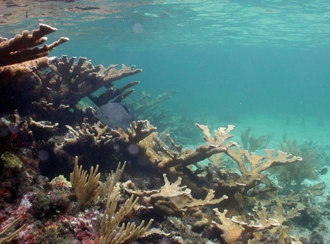 Our Mission: Reef Relief is a nonprofit membership organization dedicated to improving and protecting our coral reef ecosystem.