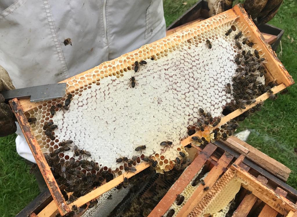 The association exists to support bees and beekeepers, to improve standards of beekeeping and to provide a source of information about bees to the general public and interested organisations. The E.S.
