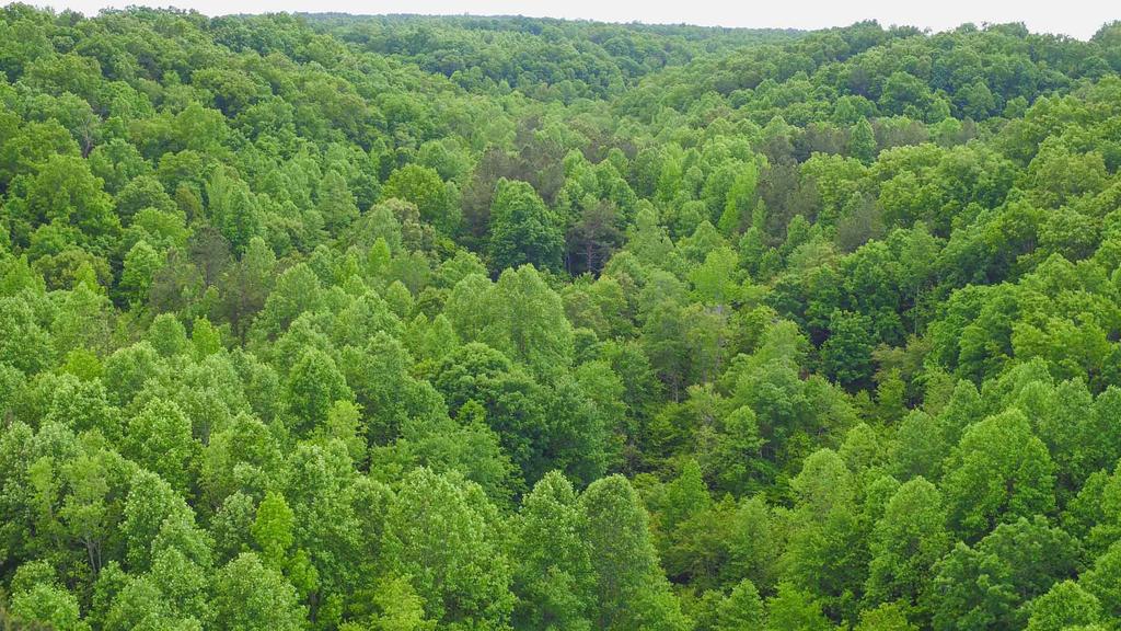 WILDLIFE LAND 3,000 +/- acres of pine timber varying from 8 to 11 years old. 2,500 +/- acres of hardwood timber varying from young to older mature trees.