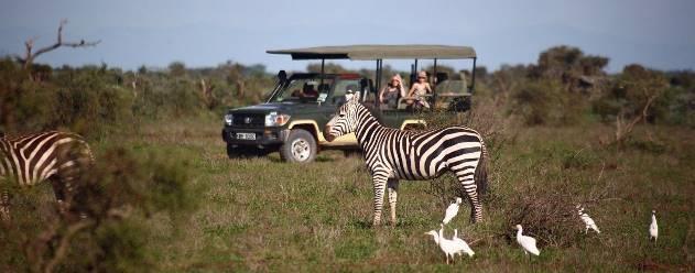1600hrs: Venture out on an exciting evening game drive on a shared basis. You ll enjoy a mesmerizing game drive and explore the flora and fauna of the park.