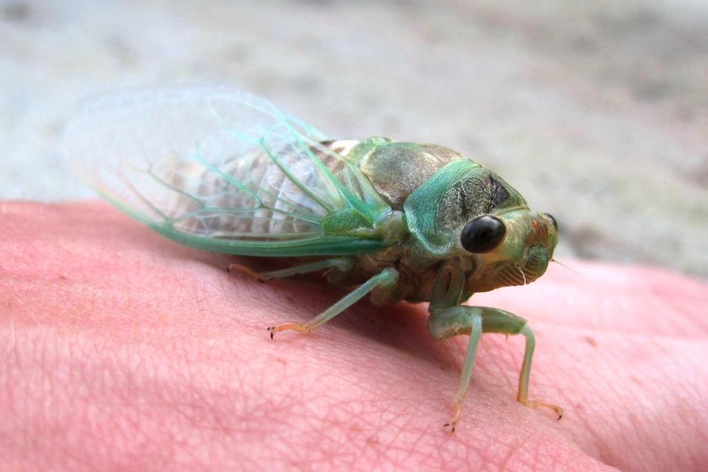 Newly Molted Cicada (shared via Facebook by Tammy