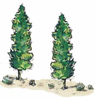 shrubs or small clumps of shrubs within the Defensible Space Zone should be separated from one another by at least twice the height of the average shrub.