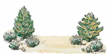 For example, if the typical shrub height is 2 feet, then there should be a separation between shrub branches of at least 4 feet.